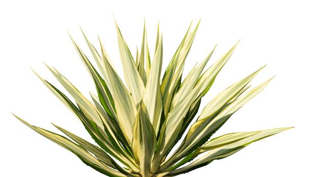 istock Agave plant isolated. floral plant element 1499663214