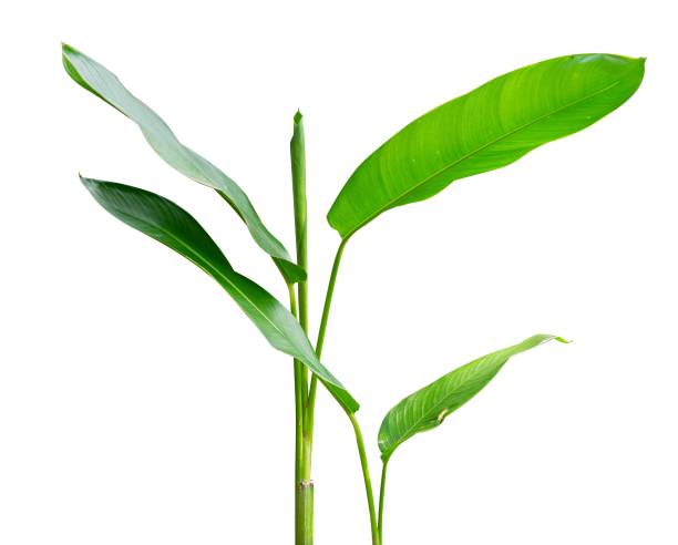 istock fresh young banana plant isolated 1499663226