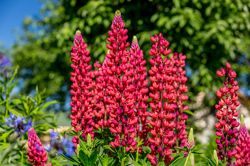 Red flowers of Large leaved lupine. High quality photo