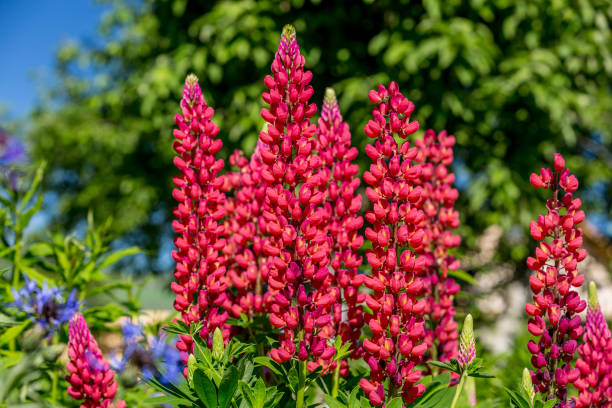 Red flowers of Large leaved lupine stock photo