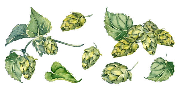 Set of hop cones and leaves watercolor illustration isolated on white background. Humulus plant, brunch of hop, vine hand drawn. Elements for beer label, festival, St Patricks day, Octoberfest Set of hop cones and leaves watercolor illustration isolated on white background. Humulus plant, brunch of hop, vine hand drawn. Elements for beer label, festival, St Patricks day, Octoberfest. water colour beer hops stock illustrations