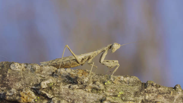 istock The female praying mantis sits on tree branch masquerading against its background and turns its head looking around. Crimean praying mantis (Ameles heldreichi) 1499668522