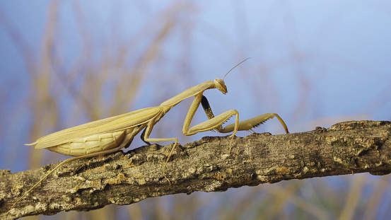 A Coreidae, Catorhintha walk on a stalk while waiting for prey.
