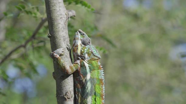 istock Green chameleon going up tree trunk on sunny day. Panther chameleon (Furcifer pardalis). 1499668743
