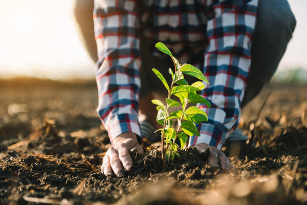 istock Hands holding and caring a green young plant. Care about environment. in sun light 1499669639