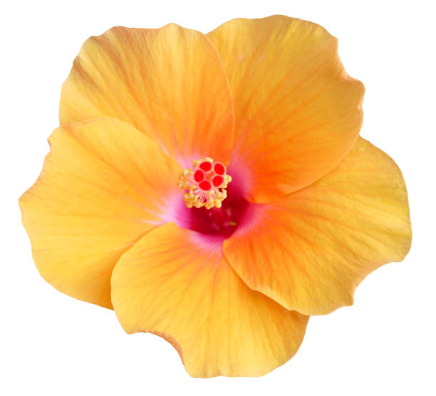 istock Yellow hibiscus flower isolated on white background 1499669801