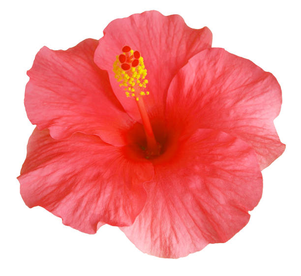 istock Red Hibiscus flowers isolated on white background 1499669802