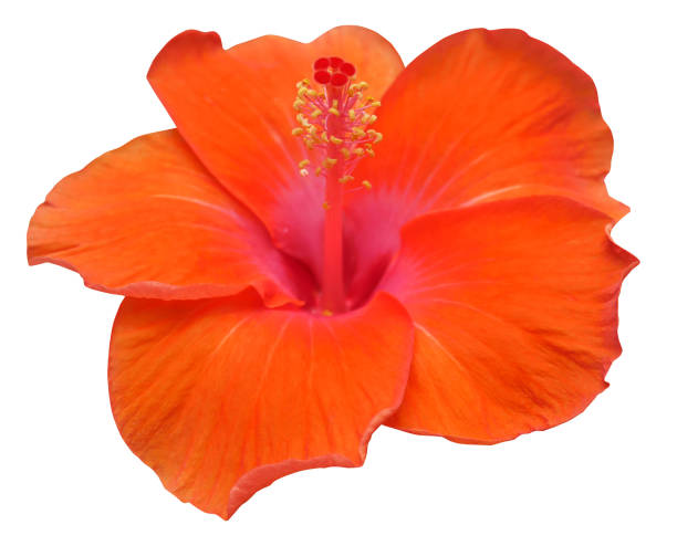istock Orange Hibiscus flowers isolated on white background 1499669805