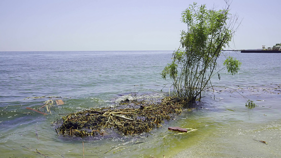 Trees with floating debris has reached Black Sea coastal zone in Odessa, Ukraine. Environmental disaster caused by the explosion of Kakhovka Hydroelectric Power Plant dam
