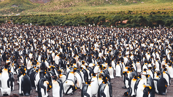 Gold Harbour King Penguin Colony. Large and crowded King Penguin Colony on Gold Harbour Beach of Sub Antarctica Island of South Georgia Island. This long beach is the home to 25,000 pairs of king penguins. King Penguins close together side by side on beach. Snowcapped Mountain Range and Glacier in the background. Gold Harbour, South Georgia Island, Sub Antarctic Islands, British Overseas Territories, UK