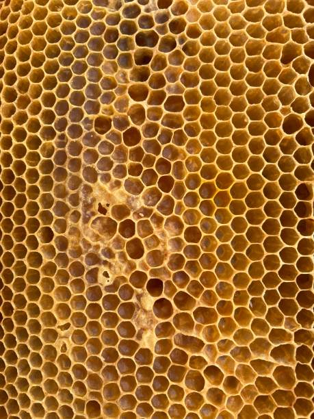 istock Drop of bee honey drip from hexagonal honeycombs filled 1499671785