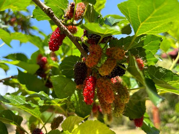 istock Beautiful mulberry in the garden 1499671956