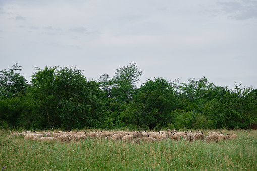 A flock of sheep graze in a clearing in the village in summer. The concept of farming and agriculture. Portrait of a group of sheep. Russian village.