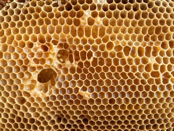 istock Drop of bee honey drip from hexagonal honeycombs filled with golden nectar, honeycombs summer composition consisting of drop natural honey, drip on wax frame bee, drop of bee honey drip in honeycombs 1499673626