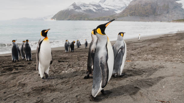 Upright and Proud Antarctic King Penguin Portrait Beach of Sub Antarctic Island stock photo