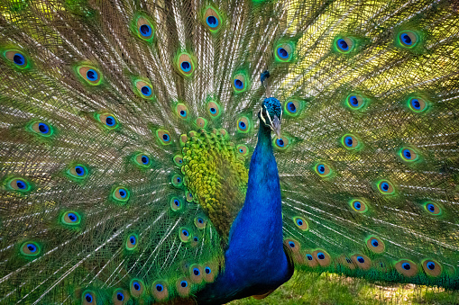 In Southwestern Missouri Peacock Zoo Animal on Sunny Summer Day (Shot with Canon 5DS 50.6mp photos professionally retouched - Lightroom / Photoshop - original size 5792 x 8688 downsampled as needed for clarity and select focus used for dramatic effect)
