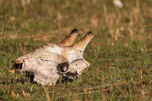 Closeup of a Giraffe skull in the Okavango Delta, Botswana.