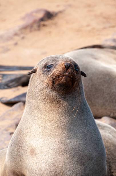 istock Closeup of a seal at cape cross 1499676329