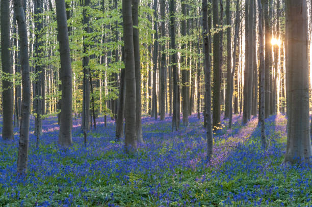 istock Sunrise illuminating bluebells 1499676355
