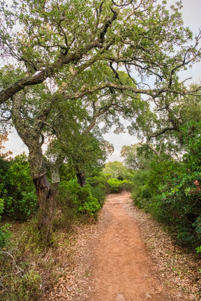 istock Footpath in the Parco della Giara - Sardinia, Italy 1499676891