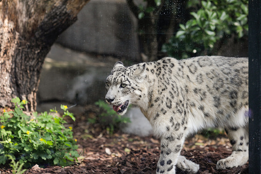 Snow leopard (Panthera Uncia) in captivity walks up and down inside an European zoo glass cage.