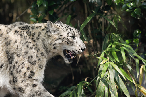A closeup of two snow leopards playing with each other in the zoo.