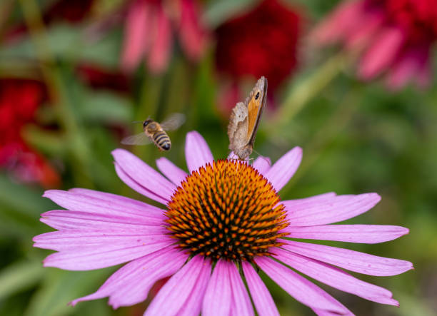 A butterfly and a bee while working on the flowers of Echinacea