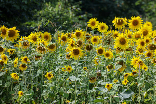 istock Yellow Sunflowers growing in a field. 1499678723
