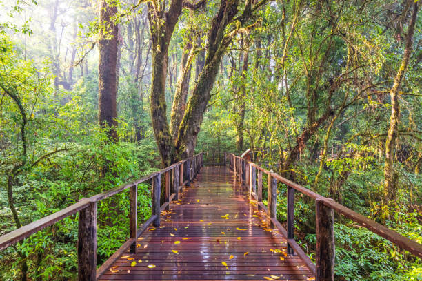 Boardwalk past the cloud forest after the rain.