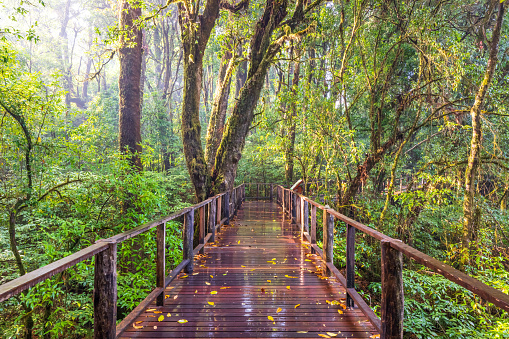 An empty teak boardwalk past the cloud forest after the rain. Doi Inthanon National Park, is a tourist attraction in Chiang Mai, Thailand.