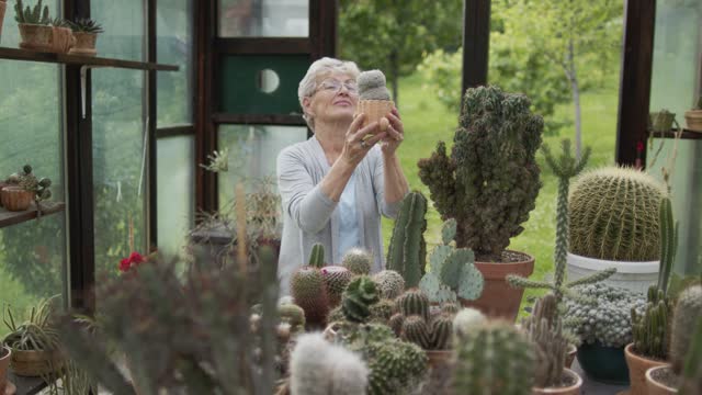 Woman takes care of her cactuses and succulent plants