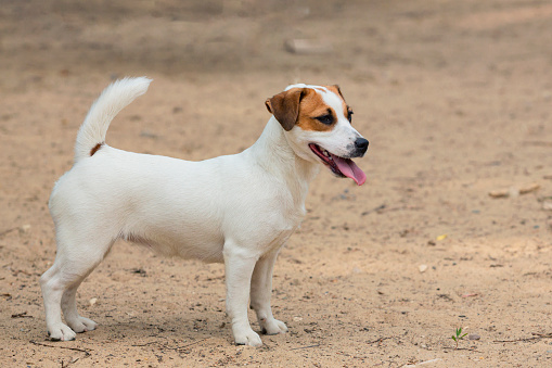 The Jack Russell Terrier is a breed of hunting dogs bred in the UK for fox hunting and further developed in Australia.
