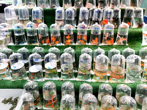 Aquarium Fish in plastic bags - Bangkok Pet Market.