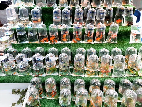 Aquarium Fish in plastic bags - Bangkok Pet Market.
