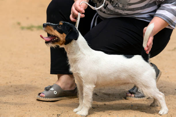 istock Jack Russell terrier at a dog show . 1499681125