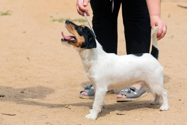 istock Jack Russell terrier at a dog show . 1499681126