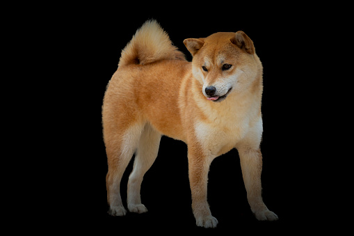The Akita Inu originated in the snowy and rural lands of Odate, Akita Prefecture, a wild and mountainous region of Japan.
