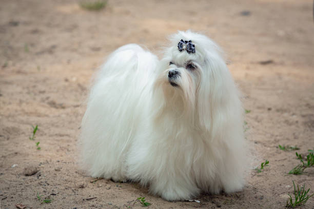 istock Maltese dog close-up 1499681901