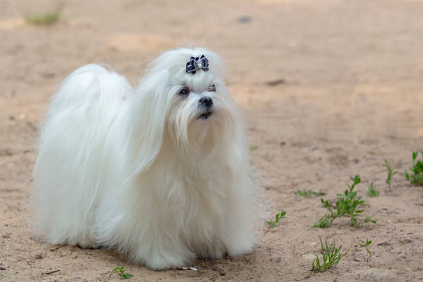 istock Maltese dog close-up 1499681948