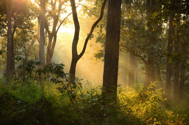 istock Wildscapes and Habitats across India - Set 1 1499682682