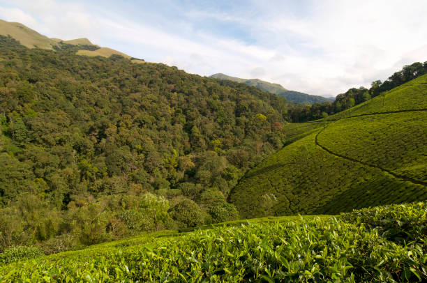 istock Wildscapes and Habitats across India - Set 1 1499682827