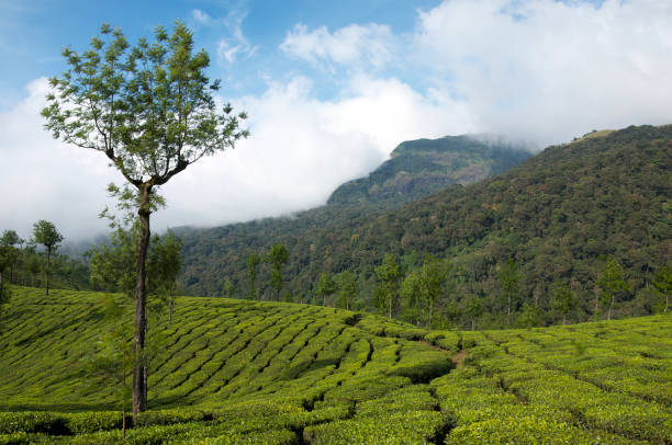 istock Wildscapes and Habitats across India - Set 1 1499682844