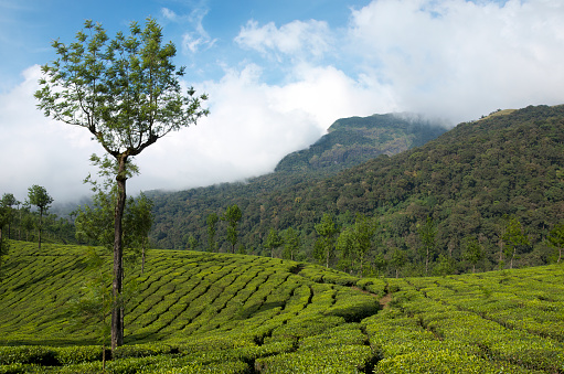 Ceylon tea plantation and tea factory building on the hill. Fresh green tea leaves close up. Nuwara Eliya, Sri Lanka