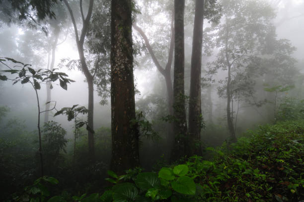 istock Wildscapes and Habitats across India - Set 1 1499682984