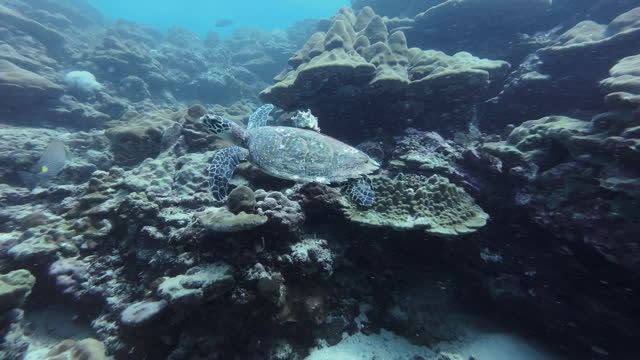 Large Mollusk feeding on shell of Hawksbill sea Turtle