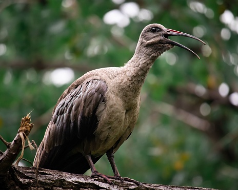 A closeup of a Hadada ibis perched on a tree with a blurry background