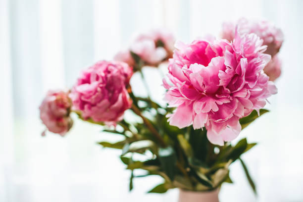 istock Close-up beautiful blooming peonies on a white background 1499683696