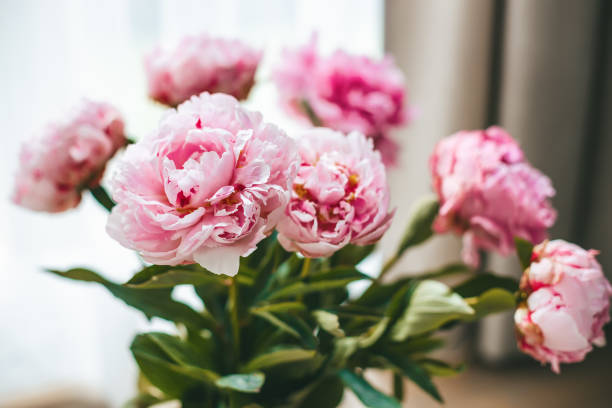 istock Blooming delicate flower petals of peonies 1499683699