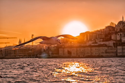 Bosphorus scene with seagull flying at sunset.