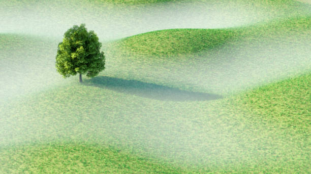 Sunrise over idyllic fogy landscape with green grass hills and one oak, 3d render.